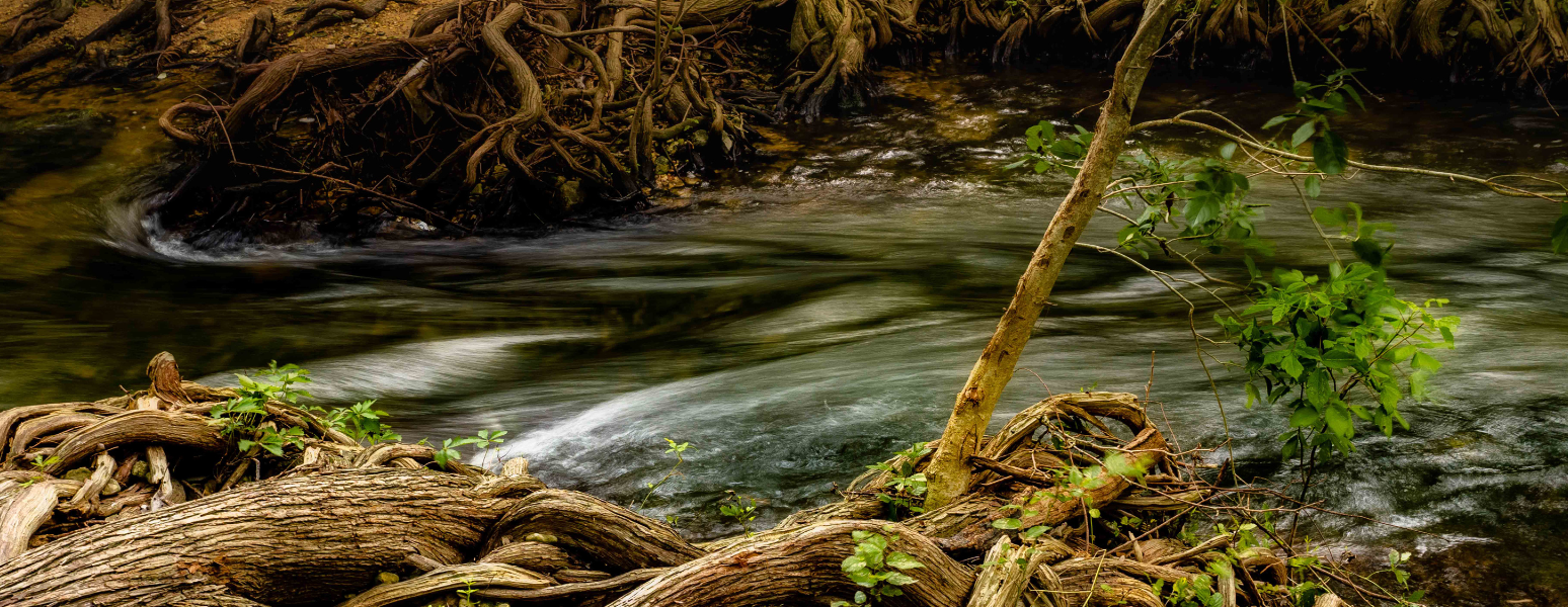 Rooted in Resilience